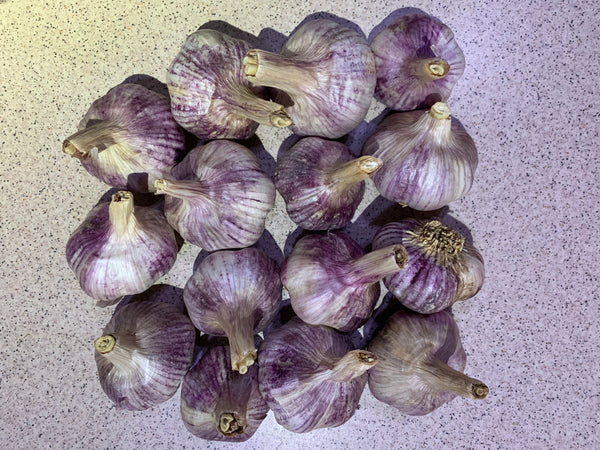 Biodynamic / Organic Garlic: Tasmanian Purple