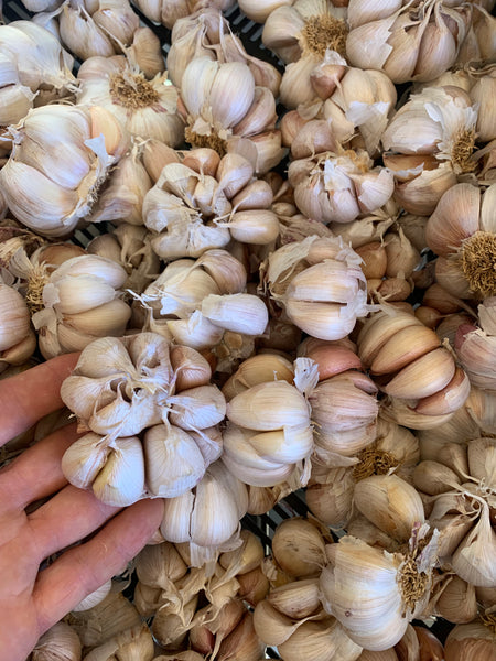 Biodynamic / Organic Seed Garlic / Premium Garlic: Tasmanian Purple