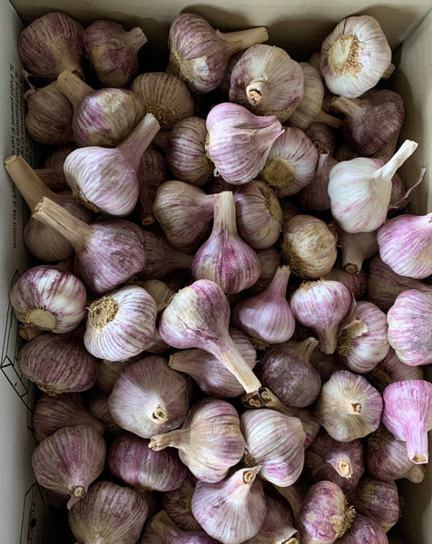 Biodynamic / Organic Seed Garlic / Premium Garlic: Tasmanian Purple